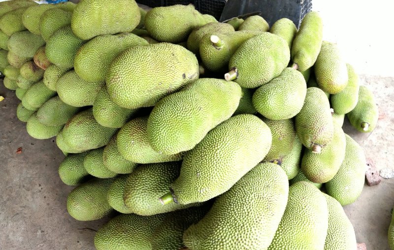 海南黄肉菠萝蜜大果超市开刀果商超起发必备精品大果