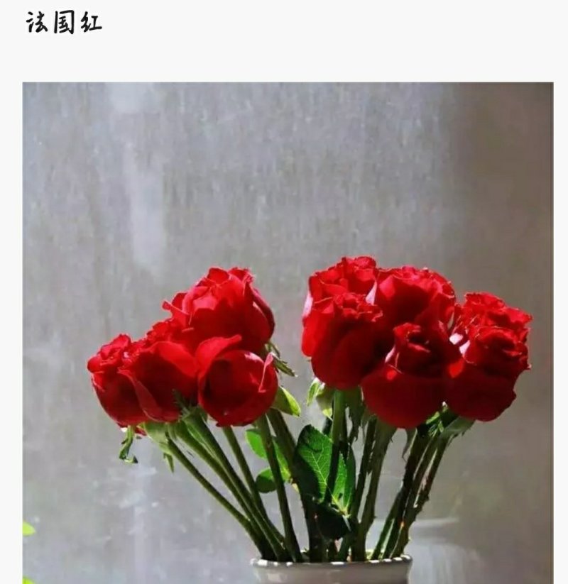 红色系列玫瑰小苗批发零售