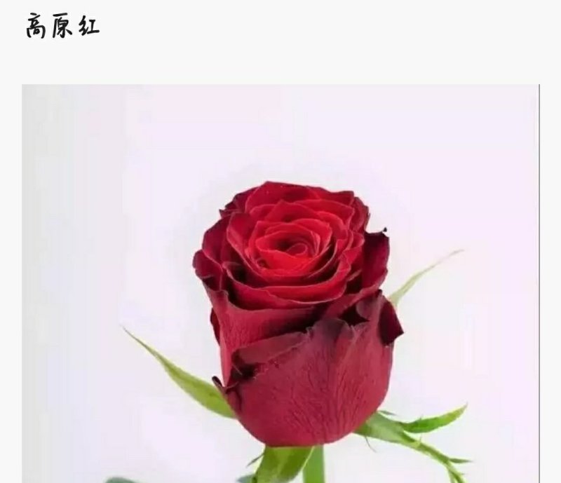 红色系列玫瑰小苗批发零售