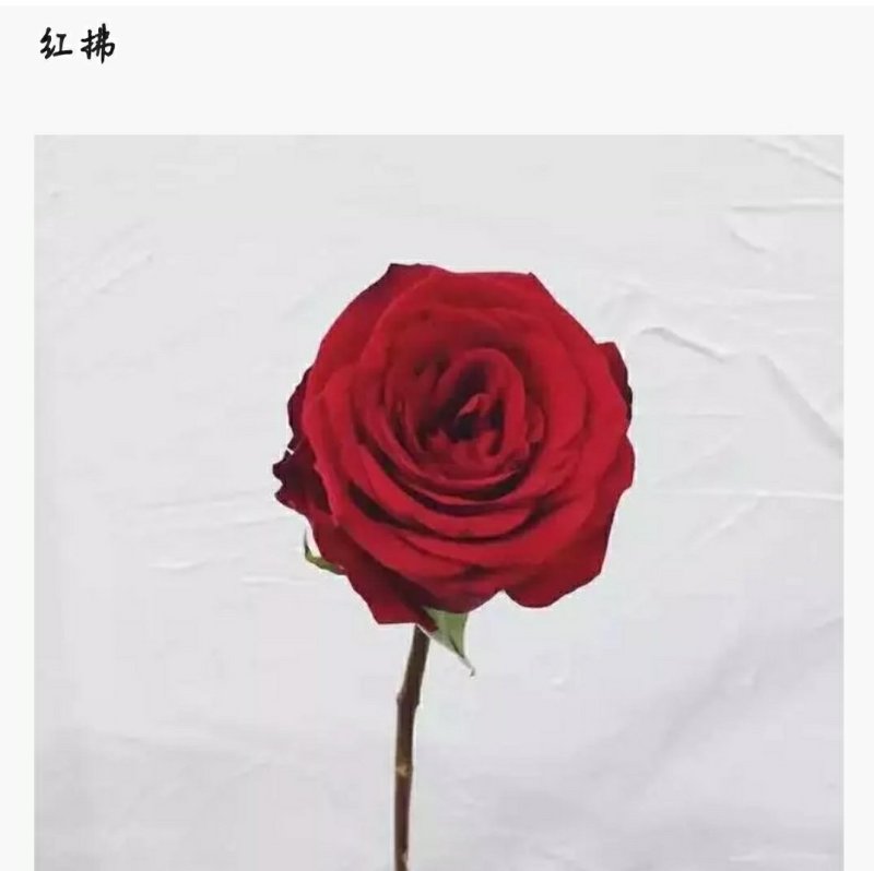 红色系列玫瑰小苗批发零售