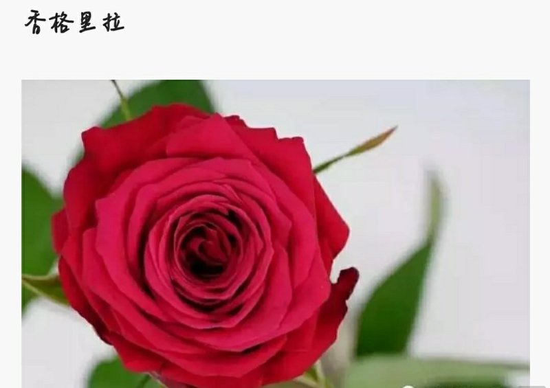 红色系列玫瑰小苗批发零售