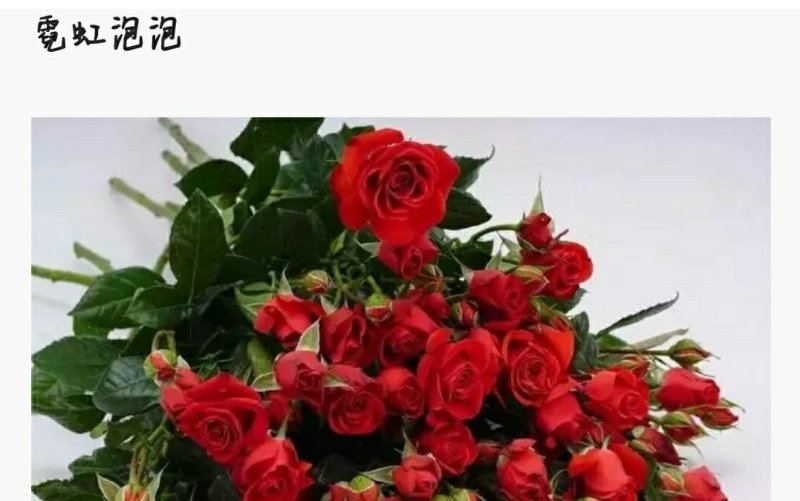 红色系列玫瑰小苗批发零售