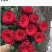 红色系列玫瑰小苗批发零售