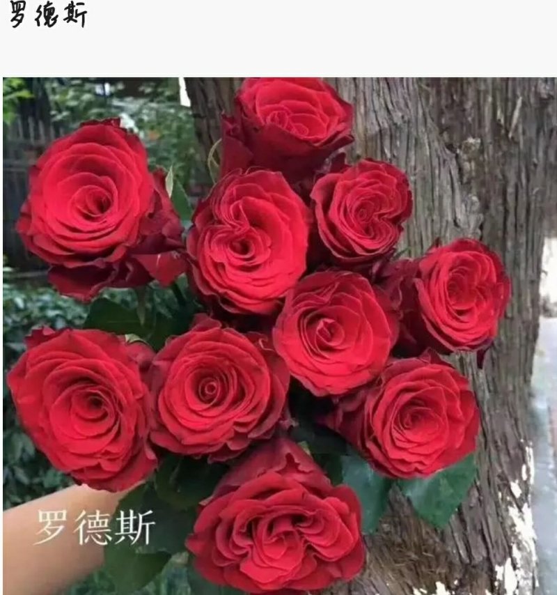 红色系列玫瑰小苗批发零售