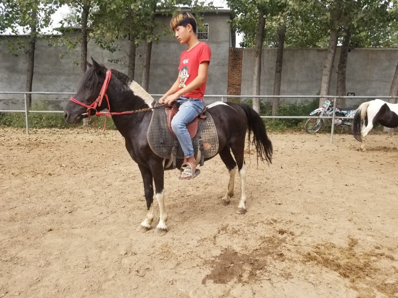 骑乘马，矮马可以骑的马，宠物马，训练成熟