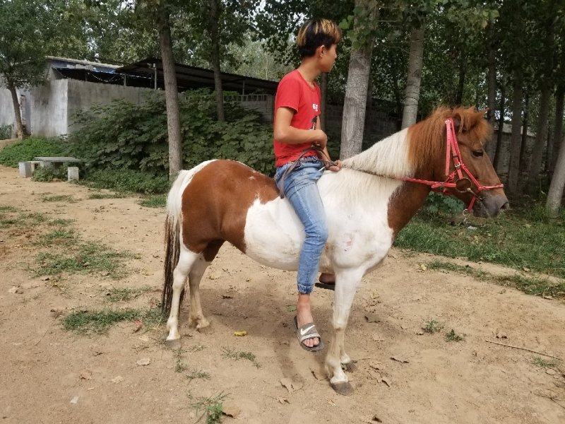 骑乘马，矮马可以骑的马，宠物马，训练成熟