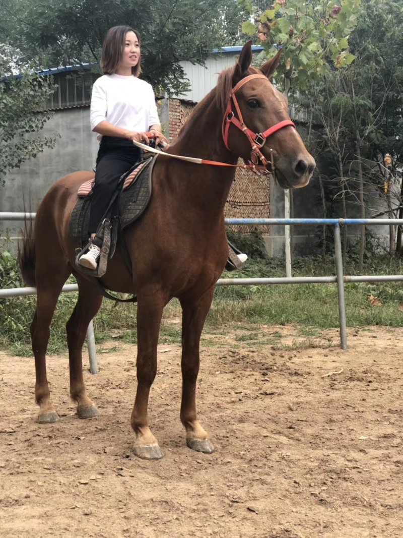 骑乘马，矮马可以骑的马，宠物马，训练成熟