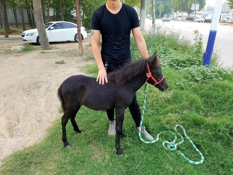 小矮马，迷你马，德保矮马，舍特兰矮马，适合旅游景区农家乐