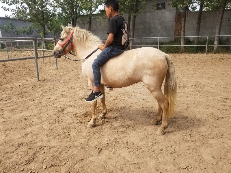 小矮马，迷你马，德保矮马，舍特兰矮马，适合旅游景区农家乐