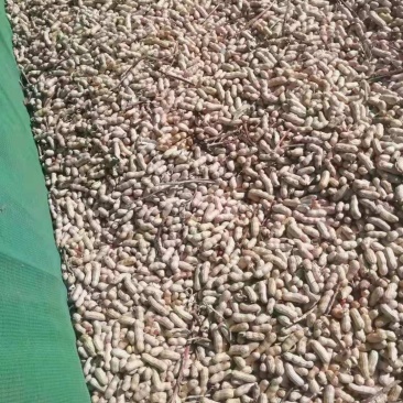 吉林白城洮南大量花生上市。欢迎各位老板前来合作一次合作