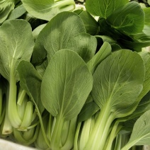 小青菜，常年代收，大量供应，永不断货