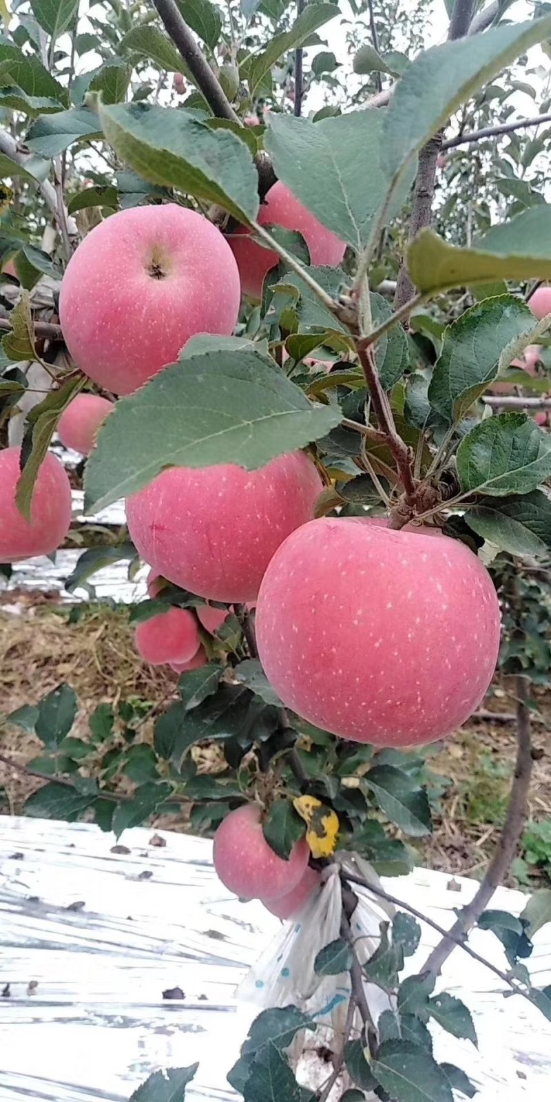 果大全红脆香甜
