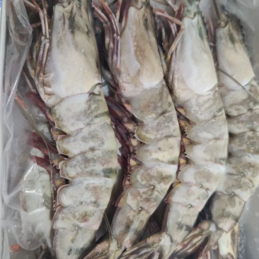 生冻黑虎虾