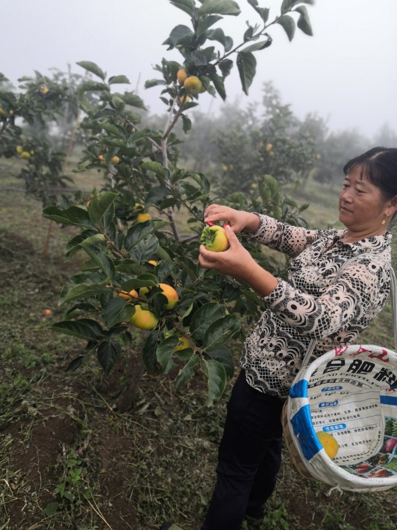 包邮新鲜云南甜脆柿子种植基地支持一件代发