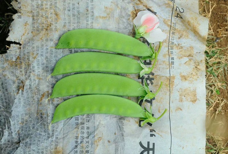 荷兰豆种子粉花小荚豆荚豆种子小荚豆种子粉花豆