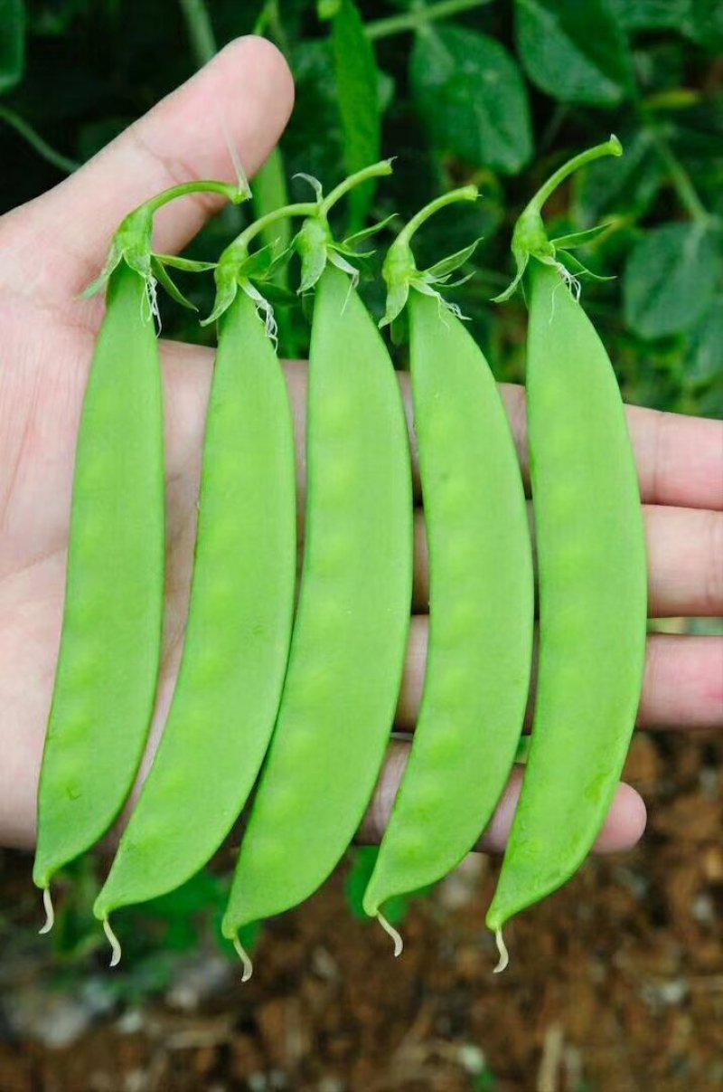 荷兰豆种子白花荷兰豆小荚豆种子白花小荚豆种子