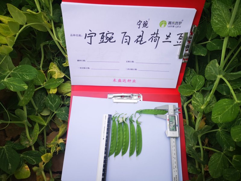 荷兰豆种子白花荷兰豆小荚豆种子白花小荚豆种子