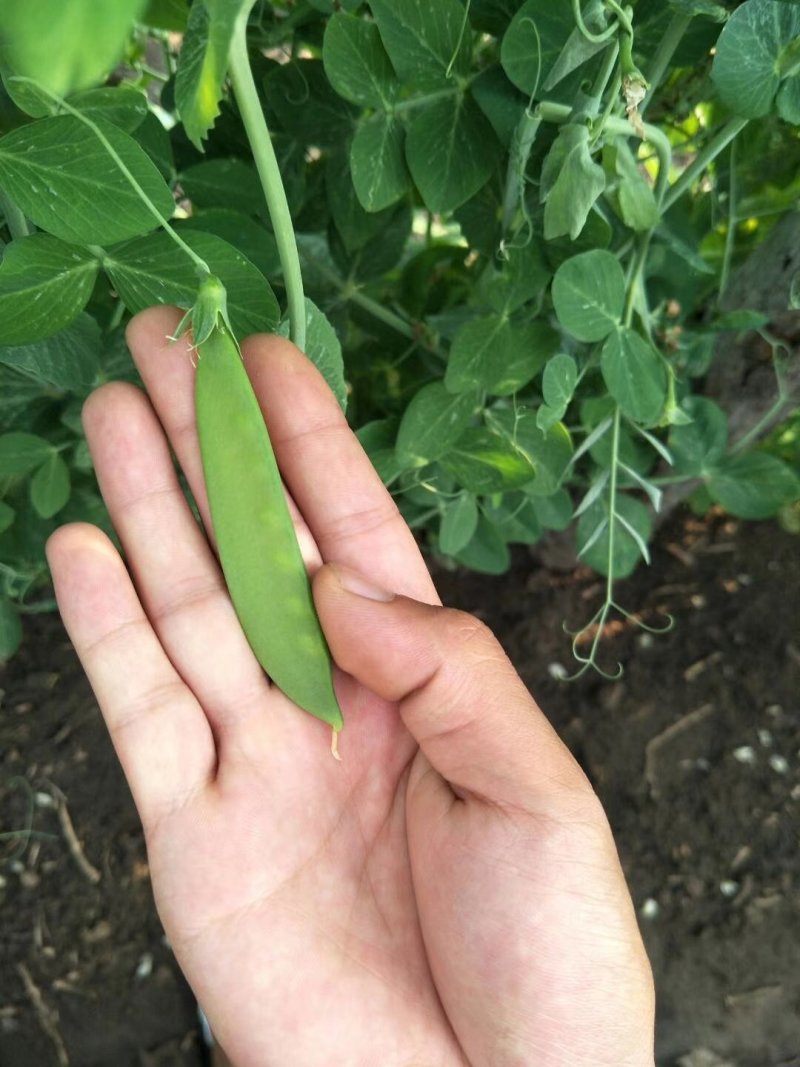 荷兰豆种子白花荷兰豆小荚豆种子白花小荚豆种子