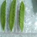 荷兰豆种子白花荷兰豆小荚豆种子白花小荚豆种子