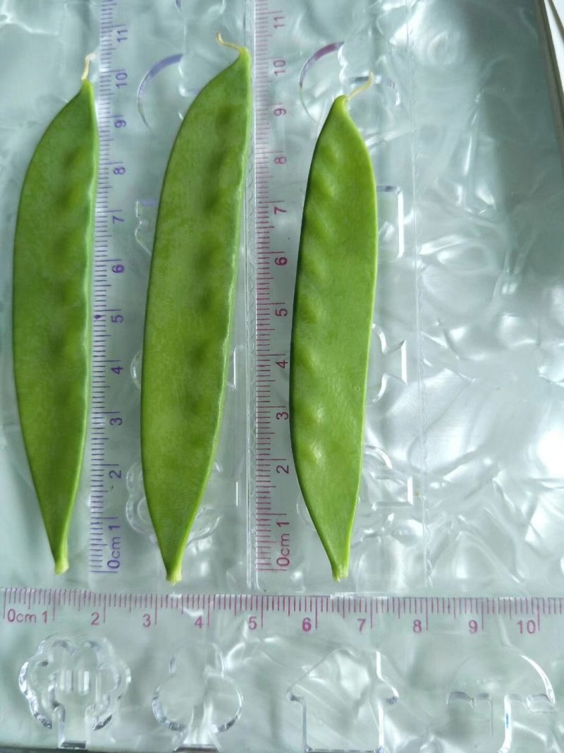 荷兰豆种子白花荷兰豆小荚豆种子白花小荚豆种子