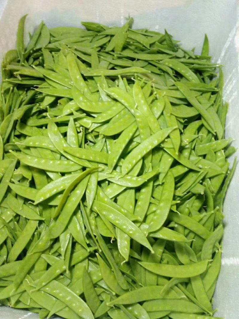 荷兰豆种子白花荷兰豆小荚豆种子白花小荚豆种子