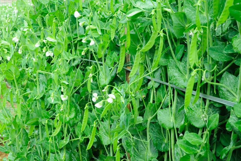 荷兰豆种子白花荷兰豆小荚豆种子白花小荚豆种子