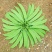 荷兰豆种子白花荷兰豆小荚豆种子白花小荚豆种子