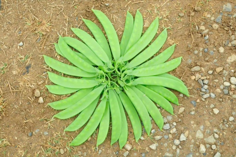 荷兰豆种子白花荷兰豆小荚豆种子白花小荚豆种子