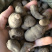 【三叶青】三叶青统货质量好物美价廉
