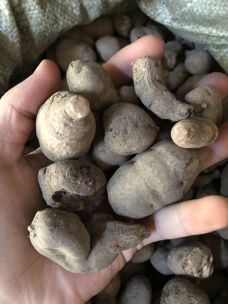 【三叶青】三叶青统货质量好物美价廉