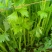 精品优质芹菜大量上市中，欢迎各位老板前来采购。