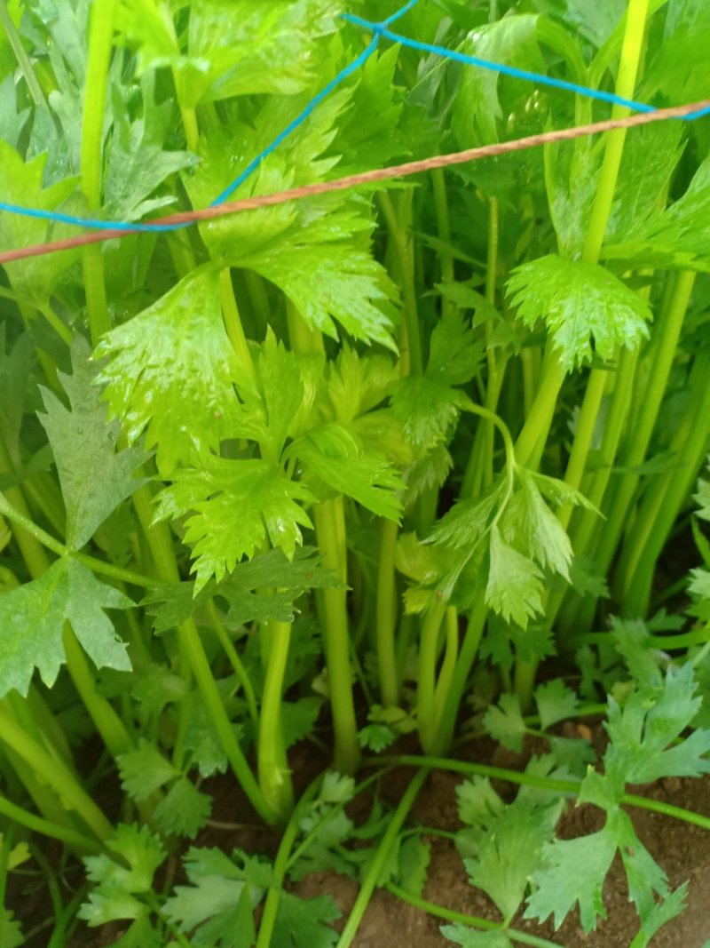 精品优质芹菜大量上市中，欢迎各位老板前来采购。