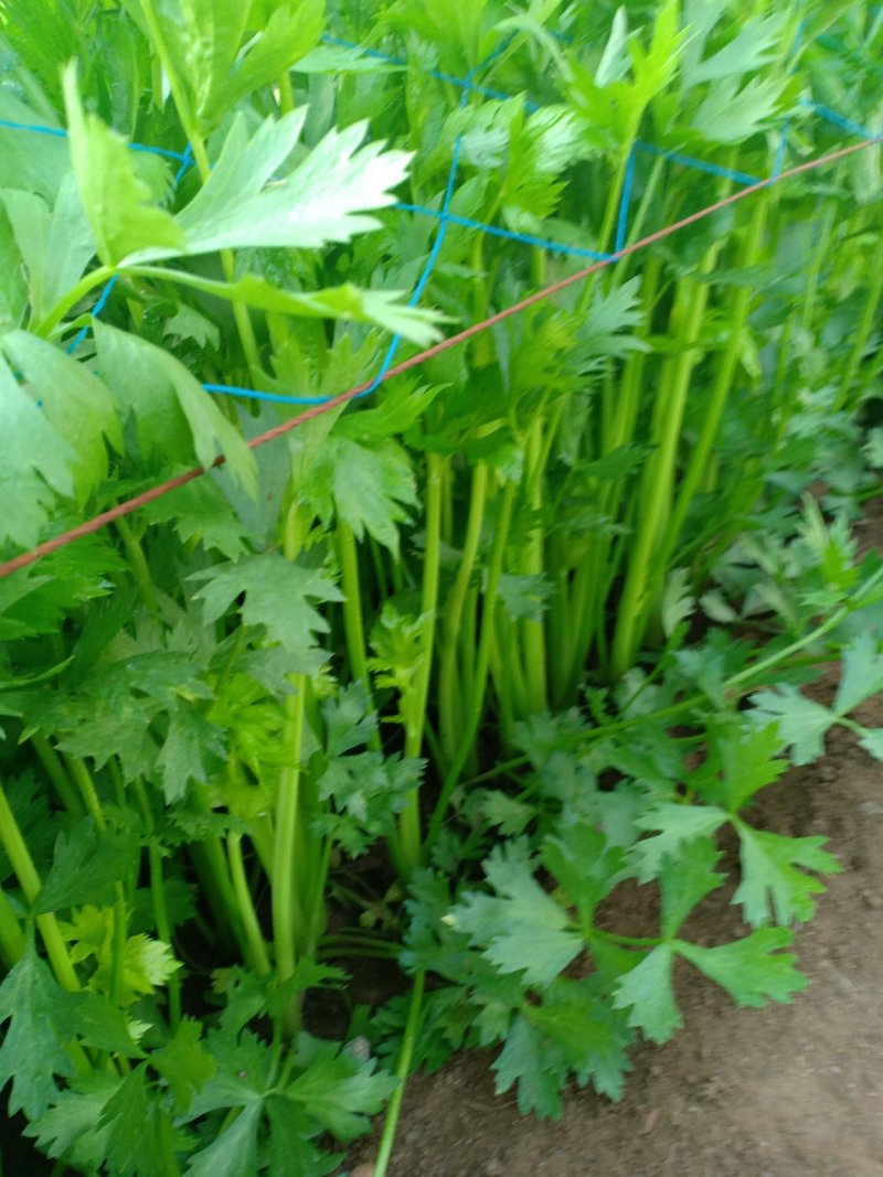 精品优质芹菜大量上市中，欢迎各位老板前来采购。