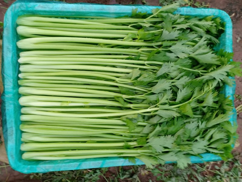 精品优质芹菜大量上市中，欢迎各位老板前来采购。