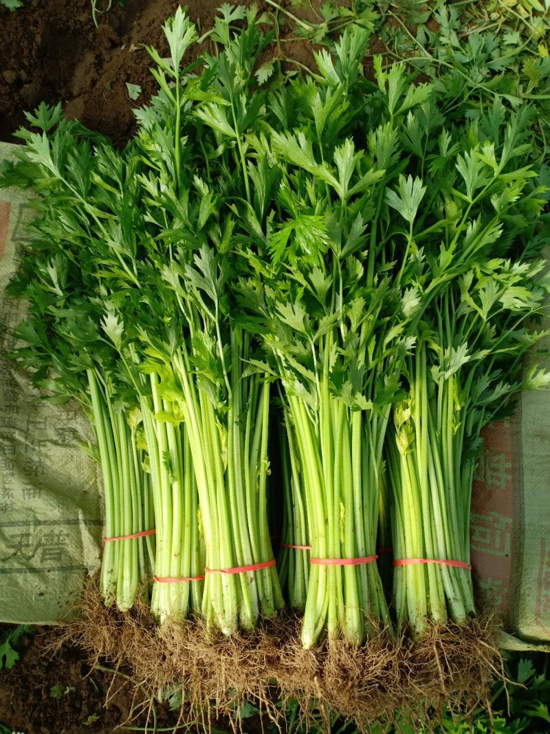 精品优质芹菜大量上市中，欢迎各位老板前来采购。