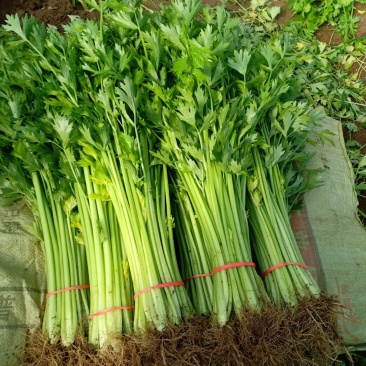 精品优质芹菜大量上市中，欢迎各位老板前来采购。