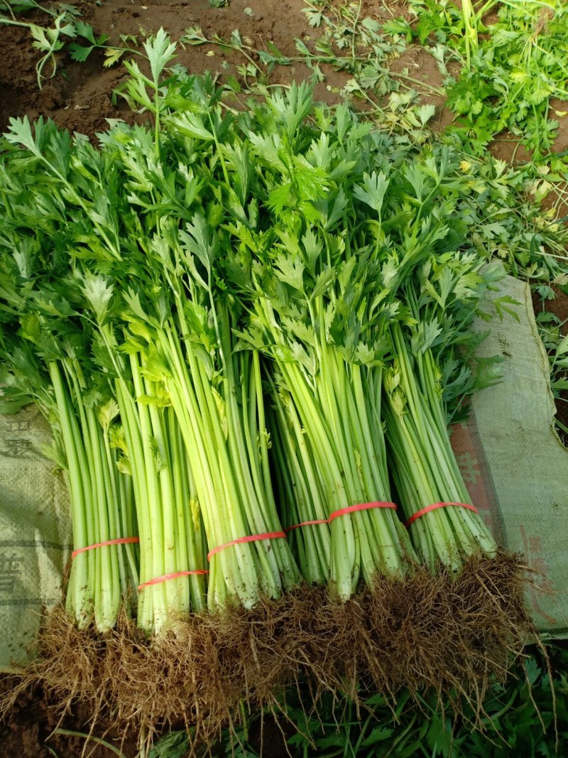 精品优质芹菜大量上市中，欢迎各位老板前来采购。