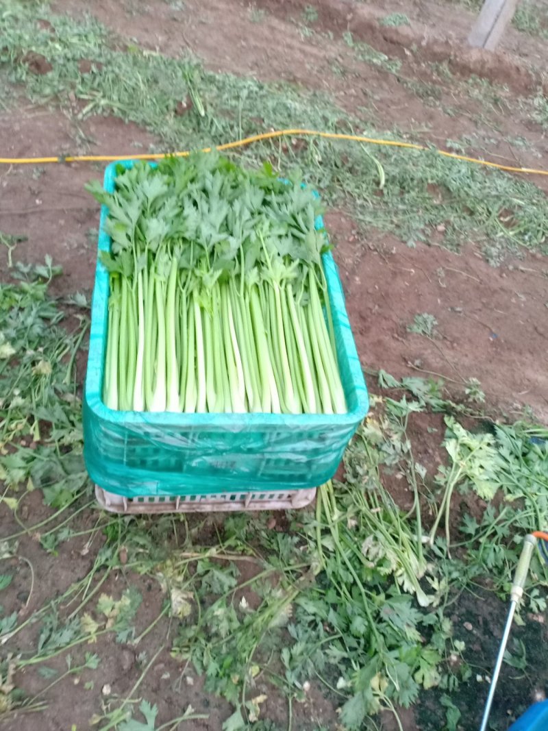 精品优质芹菜大量上市中，欢迎各位老板前来采购。