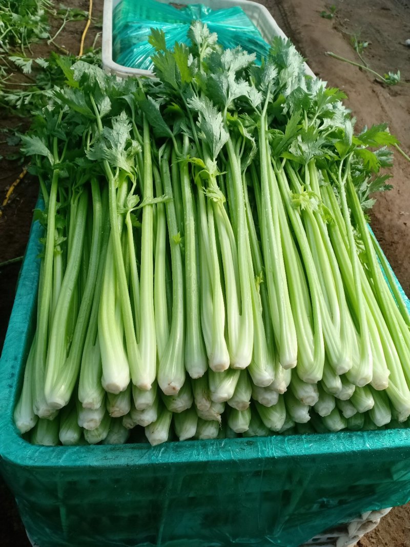 精品优质芹菜大量上市中，欢迎各位老板前来采购。