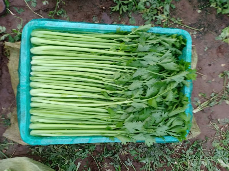 精品优质芹菜大量上市中，欢迎各位老板前来采购。