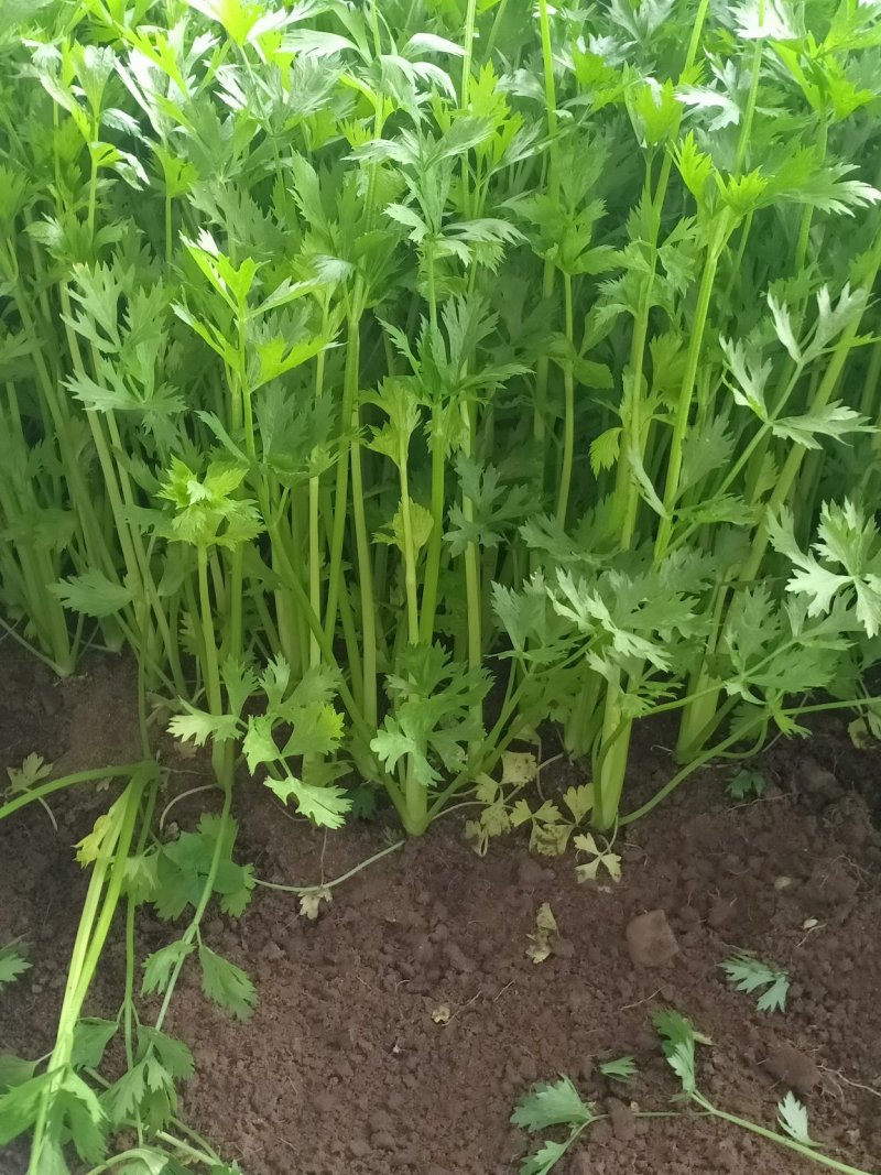 精品优质芹菜大量上市中，欢迎各位老板前来采购。