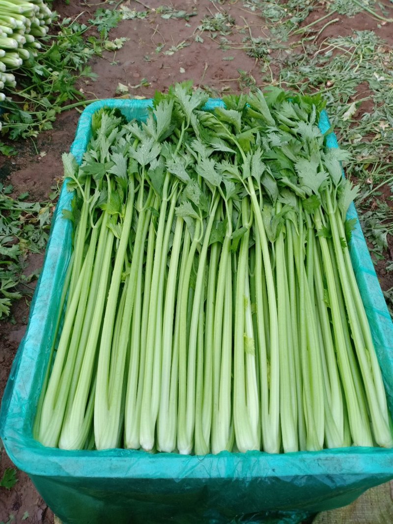 精品优质芹菜大量上市中，欢迎各位老板前来采购。