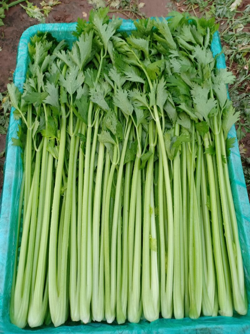 精品优质芹菜大量上市中，欢迎各位老板前来采购。