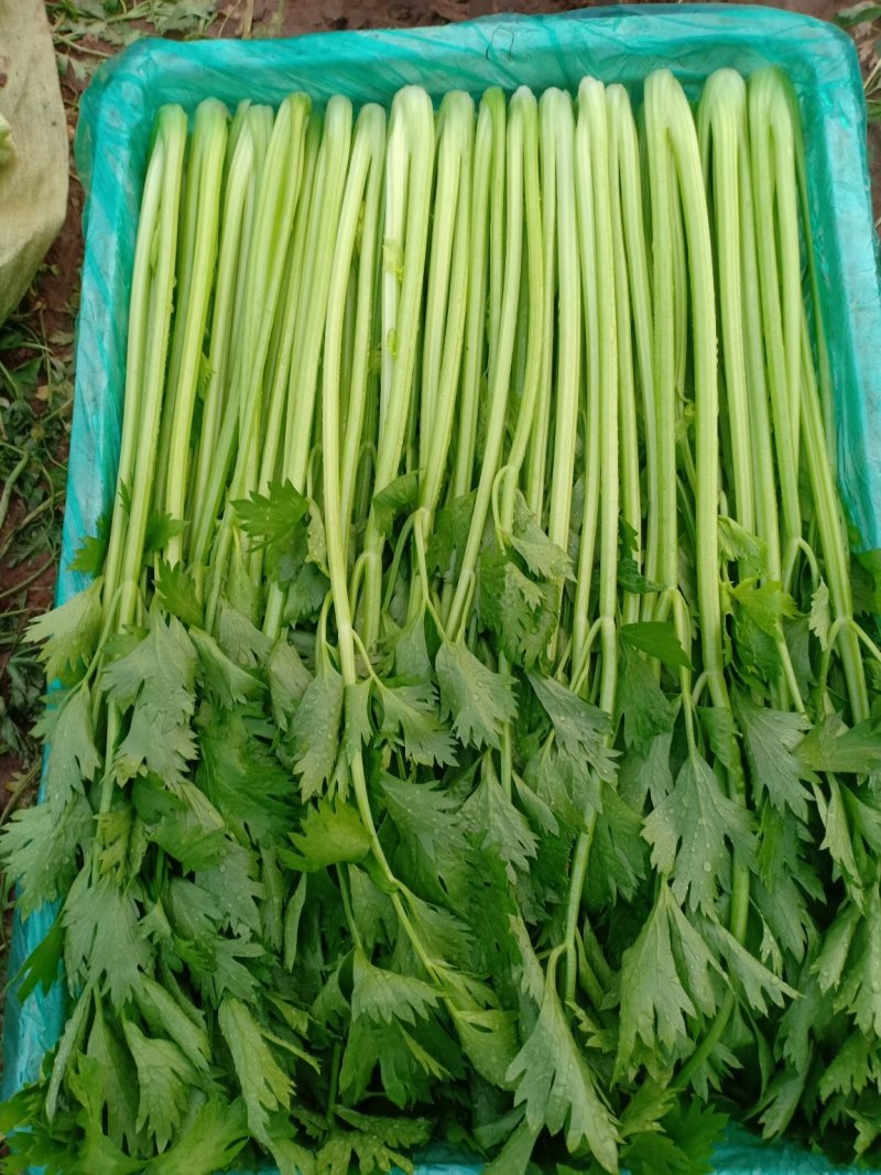 精品优质芹菜大量上市中，欢迎各位老板前来采购。
