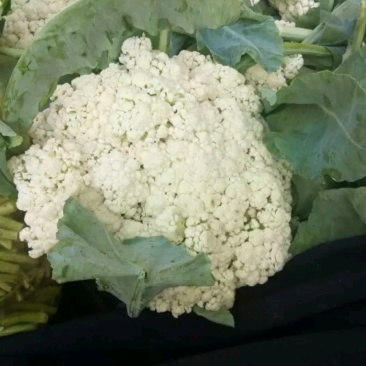 有机花菜，欢迎来电咨询精品有机花菜大量有货