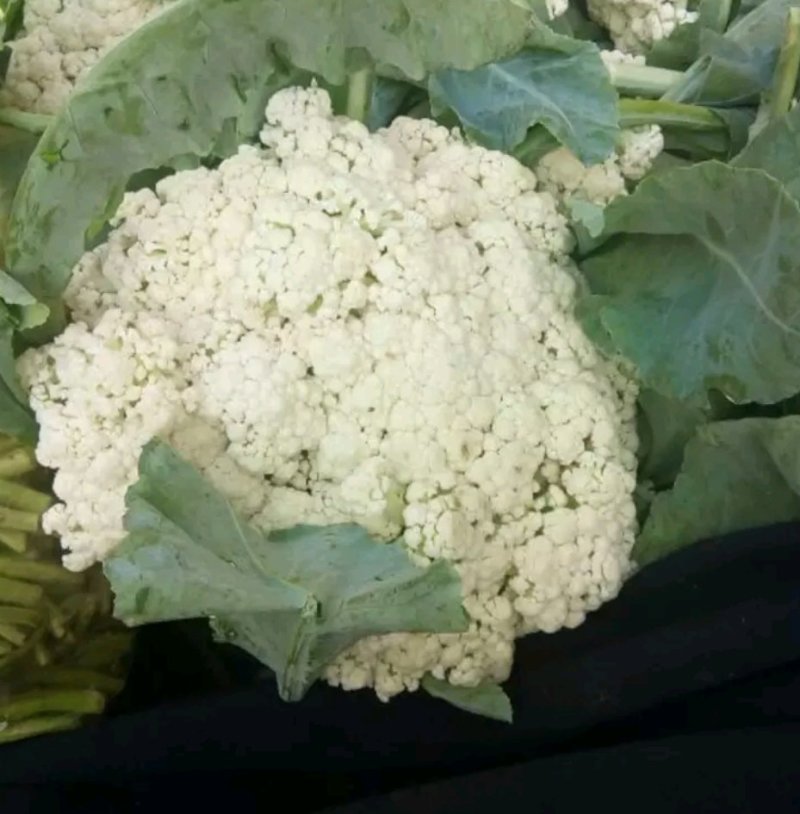 有机花菜，欢迎来电咨询精品有机花菜大量有货