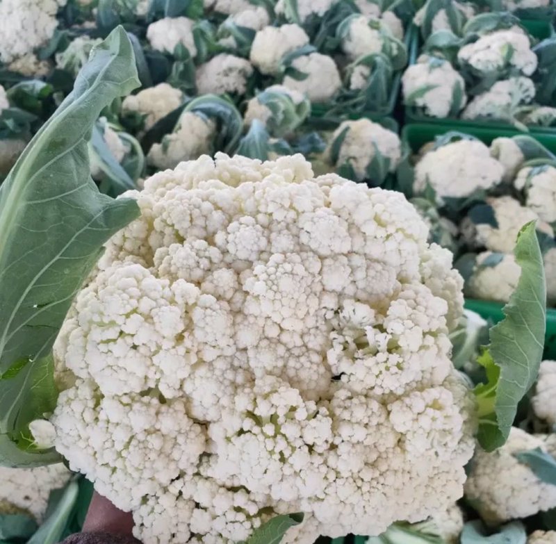 有机花菜，欢迎来电咨询精品有机花菜大量有货