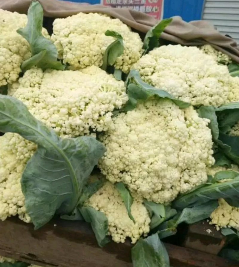 有机花菜，欢迎来电咨询精品有机花菜大量有货