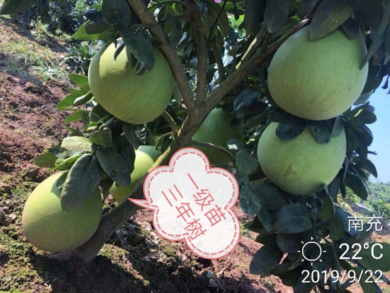 红心蜜柚苗海南红肉柚苗台湾血柚苗带土球基地直供量大优惠