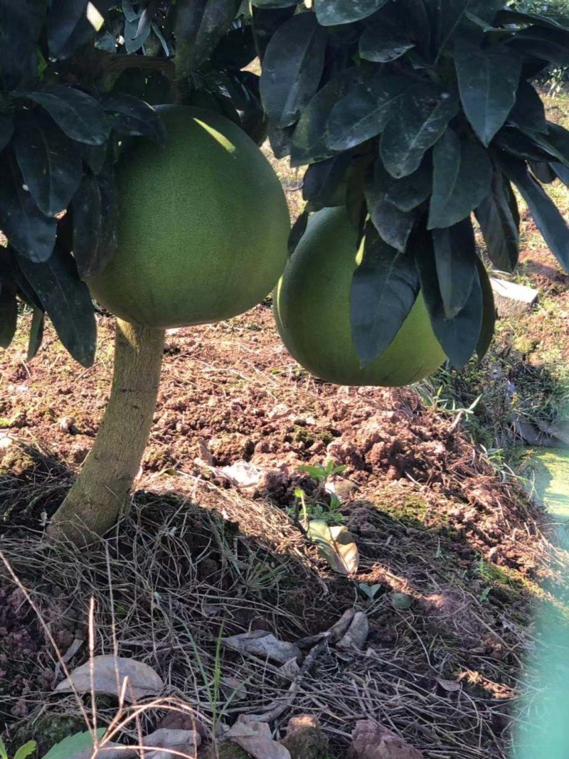 红心蜜柚苗海南红肉柚苗台湾血柚苗带土球基地直供量大优惠